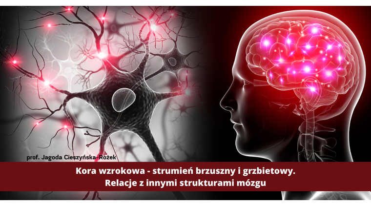 Kora wzrokowa - strumień brzuszny i grzbietowy. Relacje z innymi strukturami mózgu.